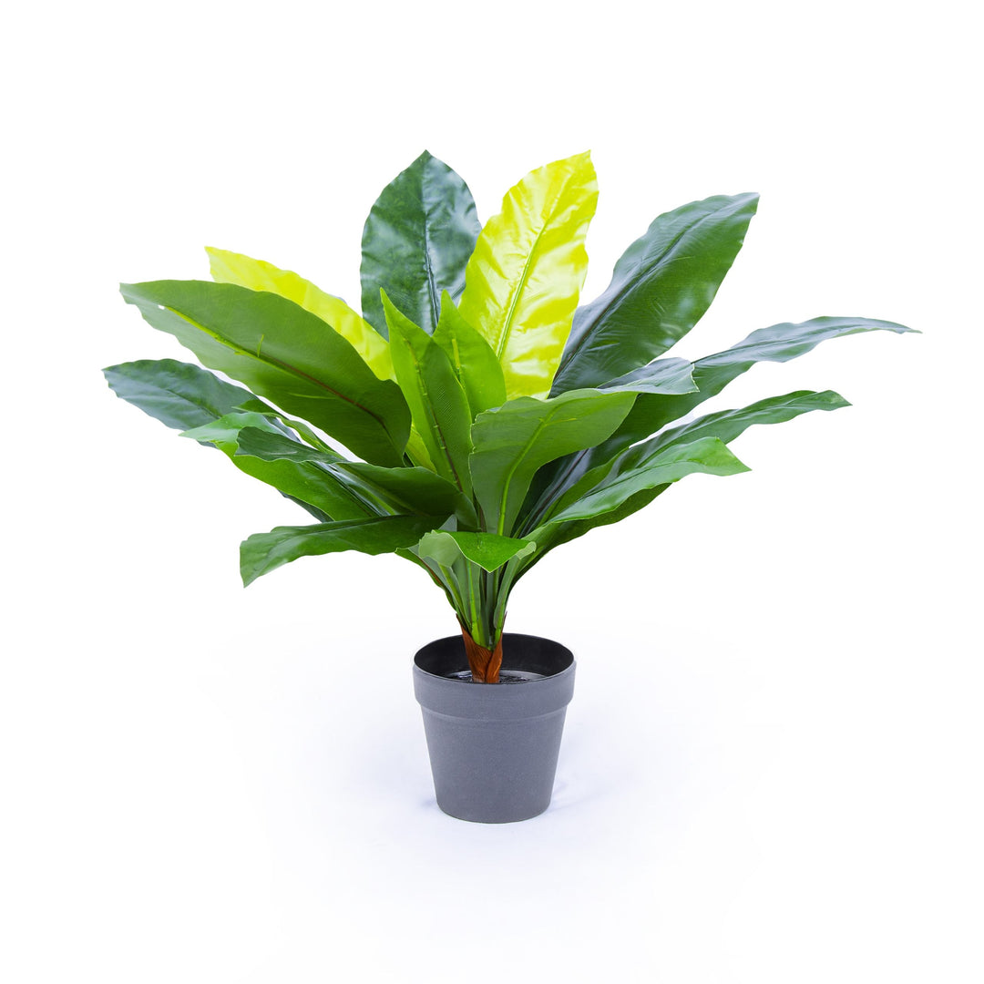 PA0003 Birds Nest Fern 90cm