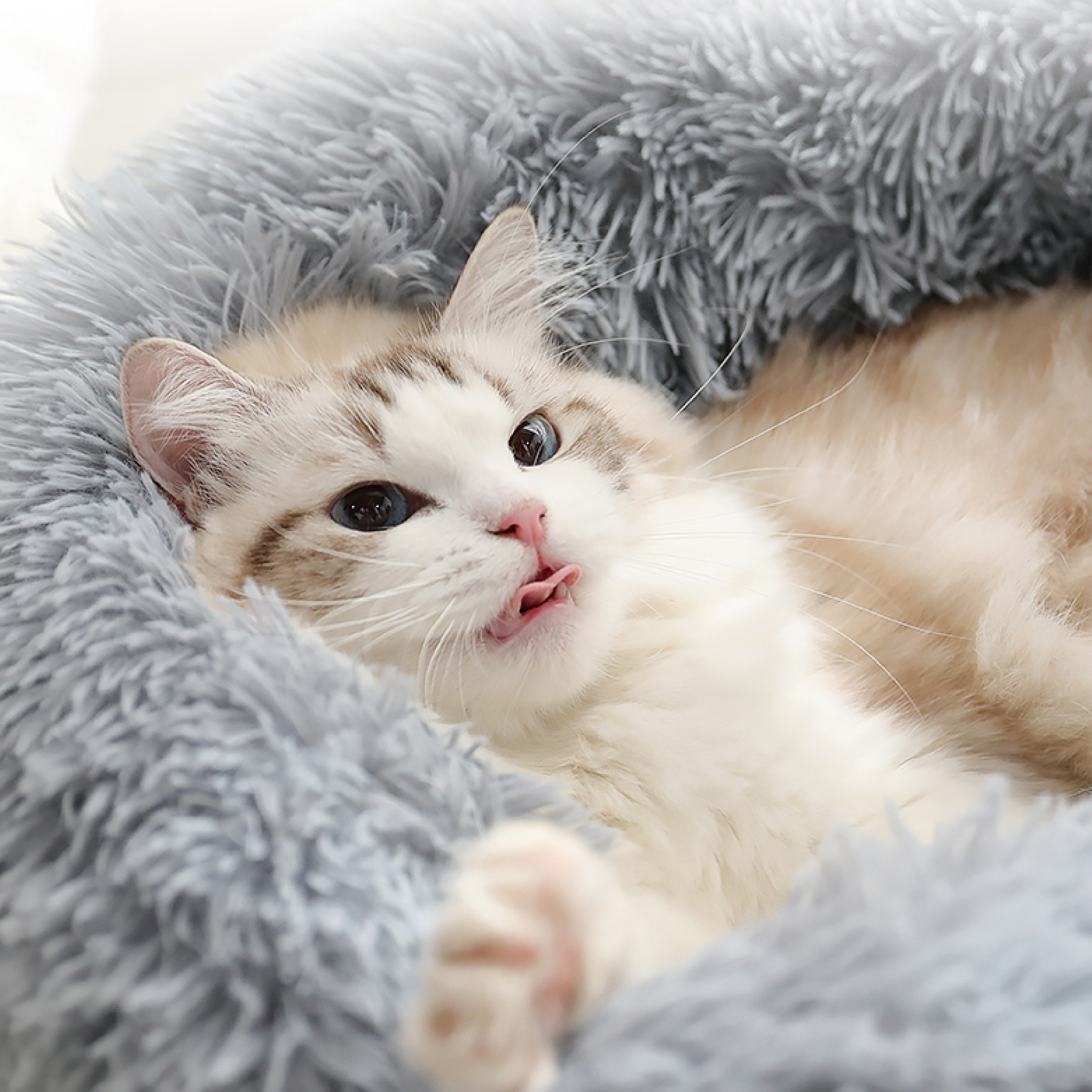 Pet Supplies | Pet Accessories – Online Homewares