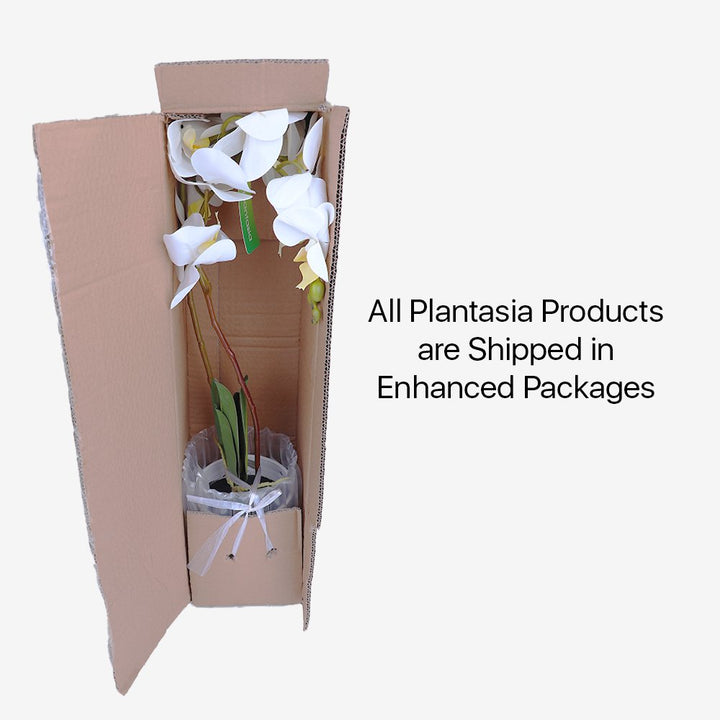 Package